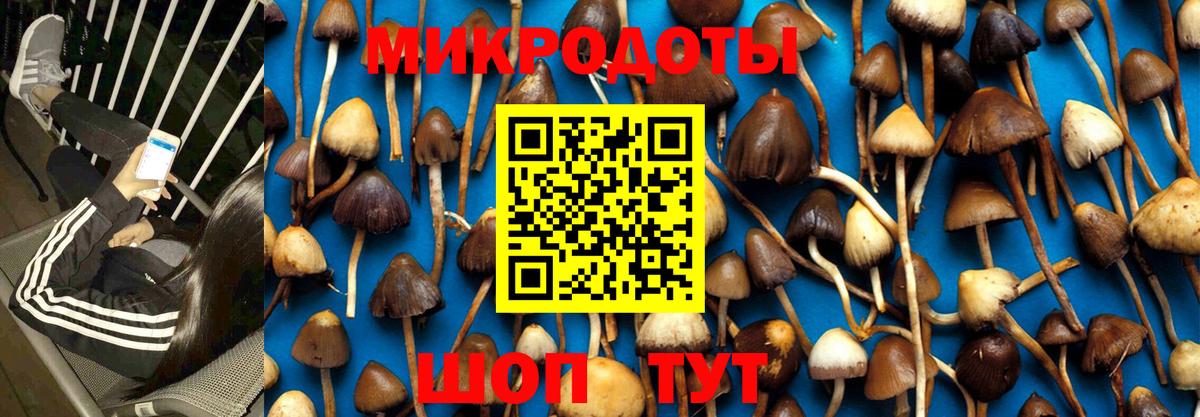 Псилоцибиновые грибы Psilocybe Лабытнанги